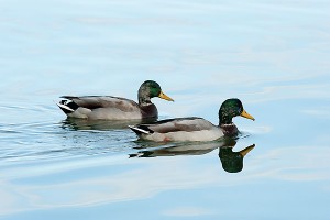 ducks_Lake_Mendota10_6544