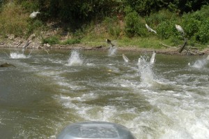 Silver carp jumping out of river from stimulation by boat motor.
