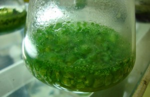 Cyanobacteria. Photo taken from Wikipedia.