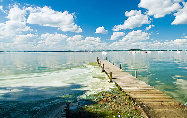 Algae off of a dock on Lakeshore Path. Source: Bryce Richter, University Communications Campus Photo Library